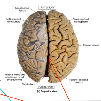 <p>Separate left and right hemispheres of the cerebrum</p>