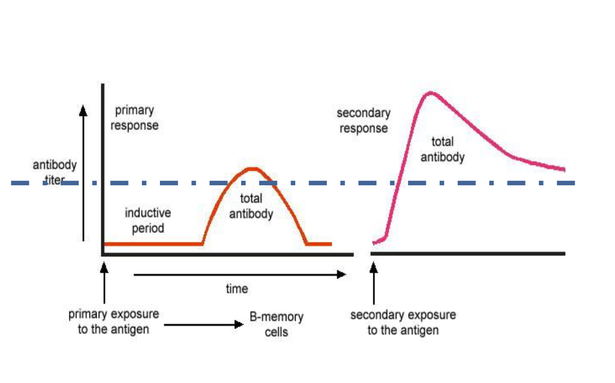 <p>secondary exposure: booster</p><p>goal: antibody above line so they should be able to fight off</p>
