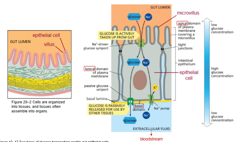 <p>Glucose taken up from gut</p><ul><li><p><u>Na+/glucose symporter</u> on the apical domain villi</p></li><li><p>(against gradient, ACTIVE TRANSPORT)</p></li></ul><p><span style="color: yellow;">Transported through cell</span></p><p>Transported to bloodstream via <u>GLUT uniporter</u></p><ul><li><p>on basalateral domain</p></li></ul><ul><li><p>(down gradient, PASSIVE TRANSPORT)</p></li></ul><p><u>Na+ K+ pump </u>on basal domain to maintain membrane potential</p><p>.</p><p><em>(low glucose in gut, high in cytosol of epithelial cell, low in extracellular fluid)</em></p>