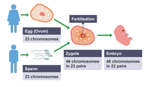 <ul><li><p>fertilisation</p></li><li><p>chromosomes</p></li><li><p>mitosis</p></li><li><p>increases</p></li><li><p>embryo</p></li><li><p>differentiate</p></li></ul><p></p>