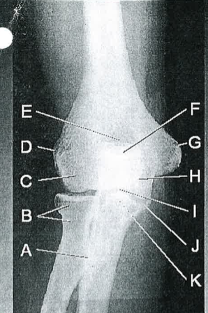 <p>C</p>