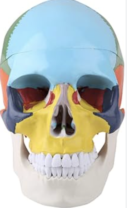 <p>What bone is indicated by the red?</p>