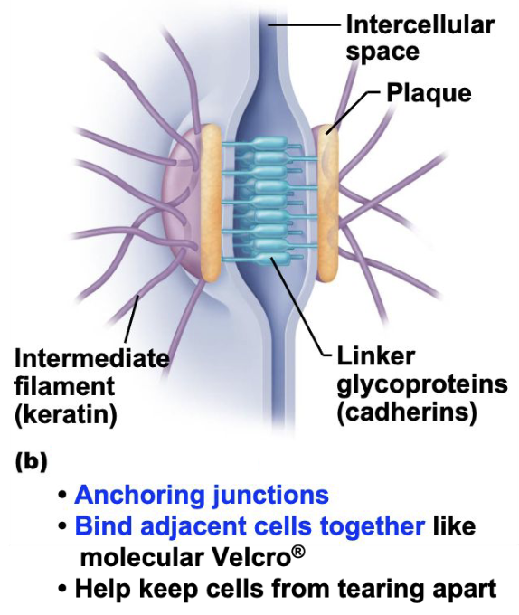<ul><li><p>cardiac muscle and epithelial tissue</p></li><li><p>scattered along touching sides of adjacent cells</p></li><li><p>intermediate filaments anchor from opposite side of cell across cytoplasm</p></li><li><p>plaque is inside cytoplasm</p></li><li><p>linker glycoproteins joins cells</p></li></ul><p></p>