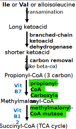 <ul><li><p>propionyl-coa carboxylase <strong>PCAA or PCCB </strong>gene</p></li><li><p><strong>vomit </strong>after feeding, seizures, coma, death, cardiomyopathy, hypotonia, encephalopathy</p></li><li><p><strong>VOMIT </strong>(dec. Val, OCFA, Met, Ile, Thr), AGMA, inc. propionic acid + ketones in urine</p></li></ul><p></p>