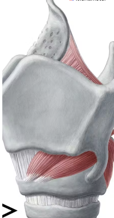 <p>arrow is pointing at what?</p>