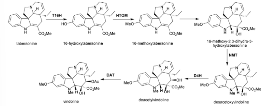 <p>Tabersonina</p><p>Classe: Alcalóides do tipo aspidospermano</p><p>Nucleo: aspidospermano (anel heterociclo com N e 5C)</p>