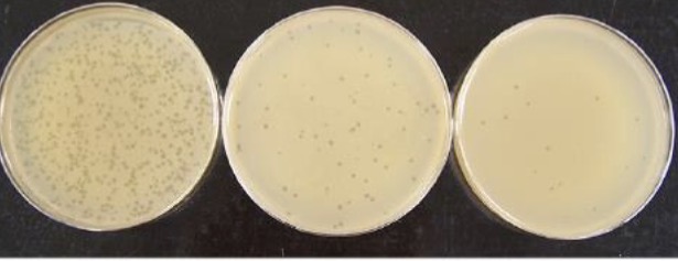 <ol><li><p>Start with a <strong>lawn</strong> of bacteria</p></li><li><p><strong>Phage</strong> (bacteria virus) is added to the plate </p></li><li><p>Phages will cause <strong>lysis</strong> on <strong>susceptible bacteria </strong></p></li></ol><p></p>