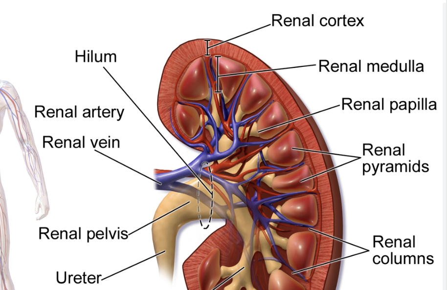 <p><span>acts as the main gateway for structures entering and leaving the kidney, including the renal artery, vein, lymphatics, nerves, and the renal pelvis</span></p>