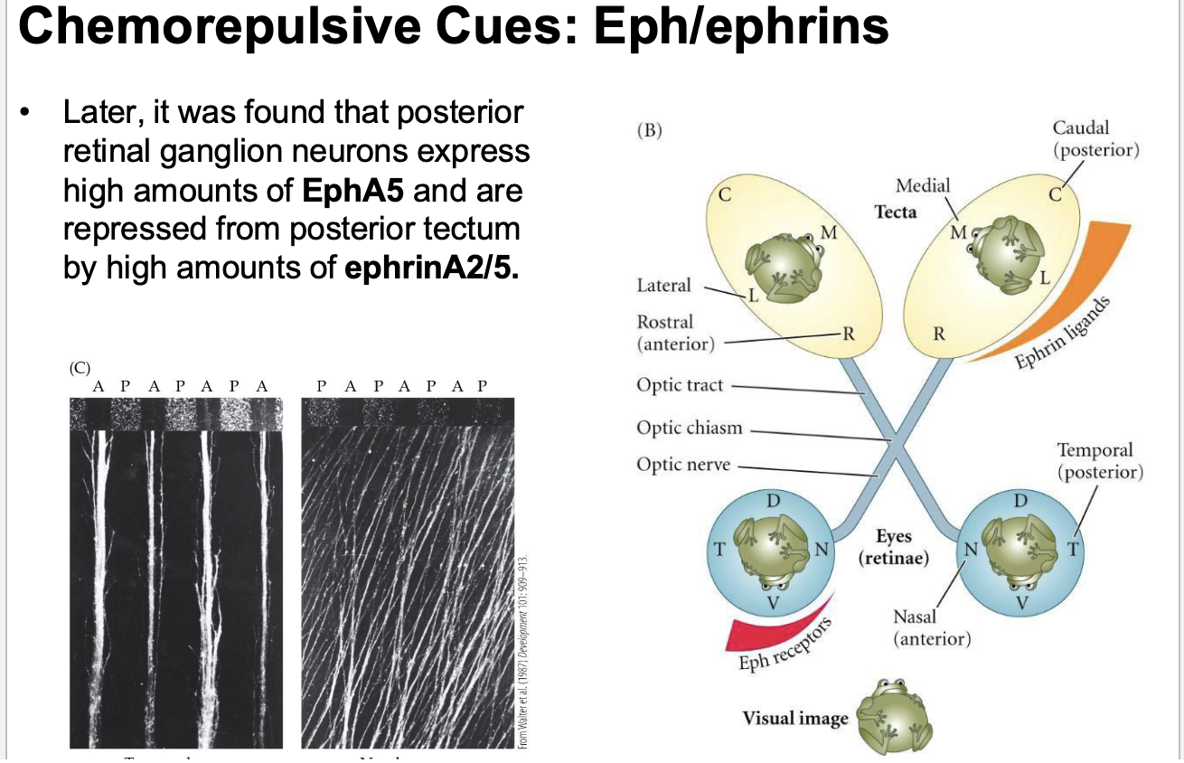 <p>These are known as chemorepulsive cures (3)</p>