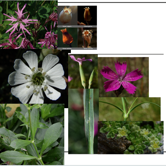 <p><span>Caryophyllaceae</span></p>