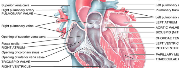 <p><strong>Pulmonary semilunar valve</strong></p>