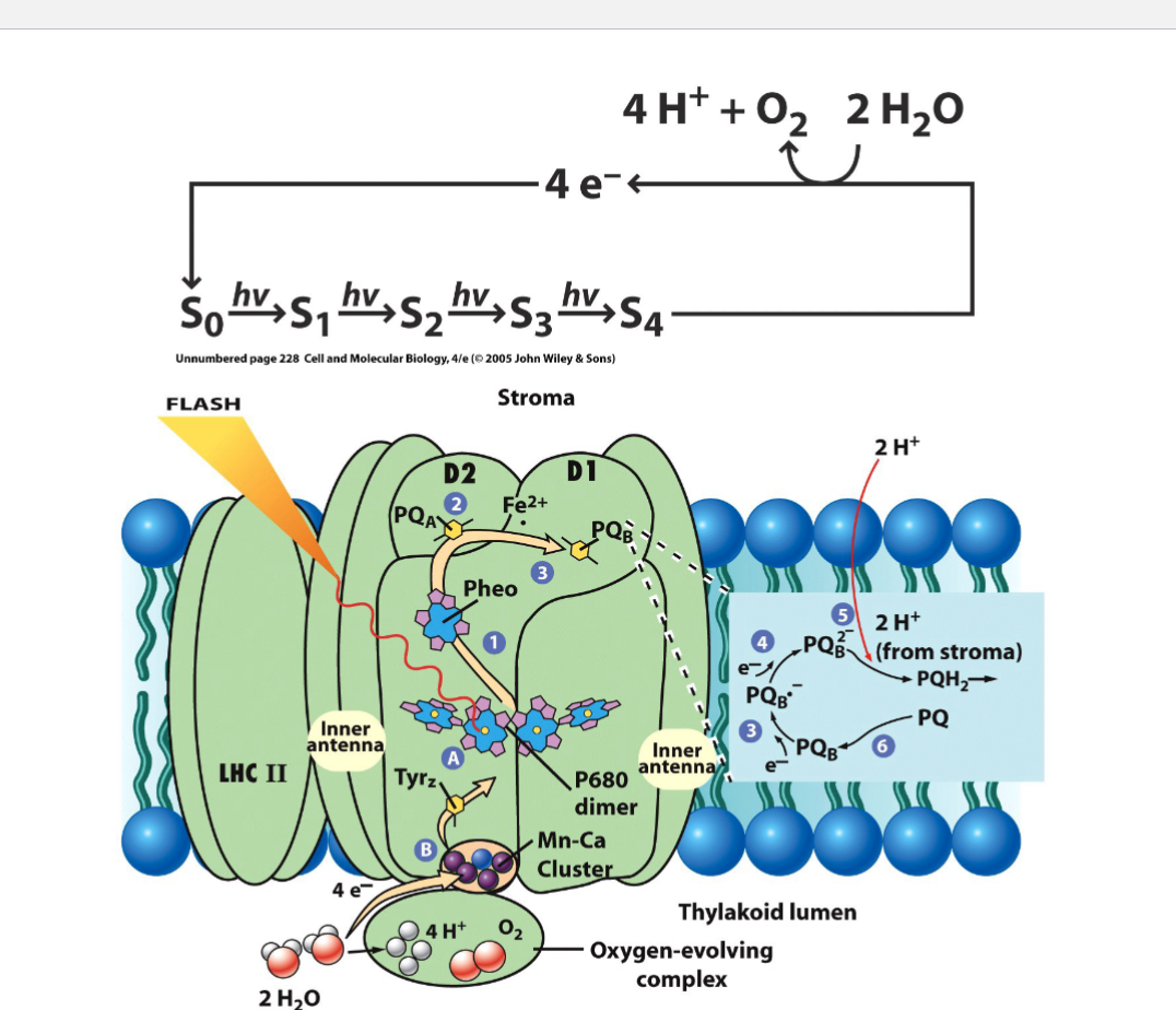 <ul><li><p>all of these electrons come water and are released when water is split into protons and molecular oxygen</p></li><li><p>the redox potential of the oxidized form of P680 (1.17 V) is sufficiently strong enough to pull tightly held (low-energy) electrons from water  (+ 0.82)- thus splitting the water molecule</p></li><li><p>photolysis: splitting of water during photosynthesis</p></li><li><p>formation of one molecule of oxygen during photolysis is thought to require the simultaneous loss of four electrons from two molecules of water </p><ul><li><p>yet, one PSII reaction can only generate one positive charge or oxidizing equivalent at a time </p></li></ul></li><li><p>solution to the problem: S-state hypothesis by Pierre Joliot and Bessel Kok, allowing the photosystem to accumulate the four oxidizing equivalents needed to oxidize water</p><ul><li><p>there is a cluster of five metal atoms associated with the D1 protein of PSII at its luminal surface: four Mn atoms and one Ca atom</p></li><li><p>cluster is stabilized and protected by an oxygen-evolving complex that accumulates 4 oxidizing equivalents by transferring 4 electrons, one at a time, to P680<sup>+</sup> </p></li><li><p>a tyrosine residue on the D1 protein (Tyr<sub>z</sub>) mediates the electron transfer between Mn and P680<sup>+</sup></p><ul><li><p>intermediate electron carrier</p></li></ul></li></ul></li></ul><p></p>