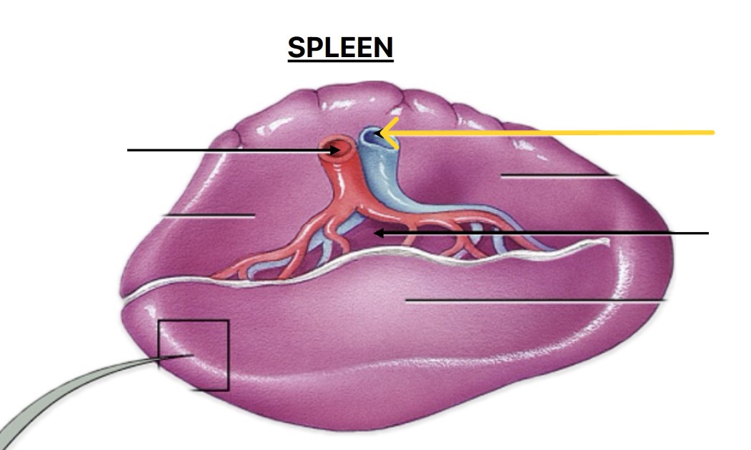 <p>Which part of spleen:</p><ul><li><p>Vein that goes from portal vein → spleen</p></li></ul><p></p>