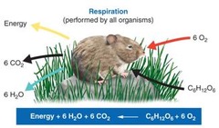 <p>The process by which cells unlock the energy of chemical compounds.</p>