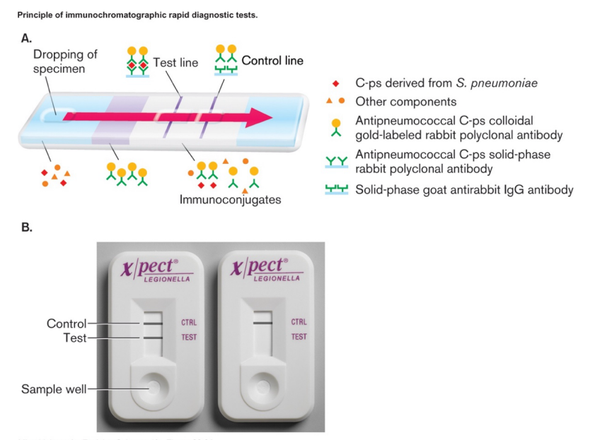 <p>Immunological Methods of Detection</p><ul><li><p>advantage- fast, no culturing required, immediate treatment based on result </p></li><li><p>disadvantages- false positives and negatives, no information about antibiotic resistance</p></li><li><p>blood, sputum or urine (with antigen) added to one end of filter strip </p><ul><li><p>capsular protein from Streptococcus pneumoniae in example above </p></li><li><p>beta subunit of human chorionic gonadotropin in pregnancy test </p></li><li><p>spike or nucleocapsid protein for rapid Covid tests </p></li></ul></li><li><p>capillary action carries fluid through region with labeled-antibody for particular antigen </p><ul><li><p>labeled antibodies are mobile </p></li><li><p>will be carried along by fluid (with or without antigen binding) </p></li><li><p>are from species 1 (rabbit in the example above)</p></li></ul></li><li><p>fluid passes line of immobilized antibodies for antigen </p><ul><li><p>labeled antibodies will stop on test line if bound to antigen </p></li></ul></li><li><p>fluid passes on to second line, immobilized antibodies for species 1 </p><ul><li><p>must be from second species (goat in above example) </p></li><li><p>serves as control, to ensure labeled antibodies were carried past test line</p></li></ul></li></ul><p></p>