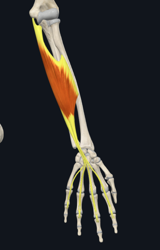 <p>m. flexor digitorum superficialis</p>