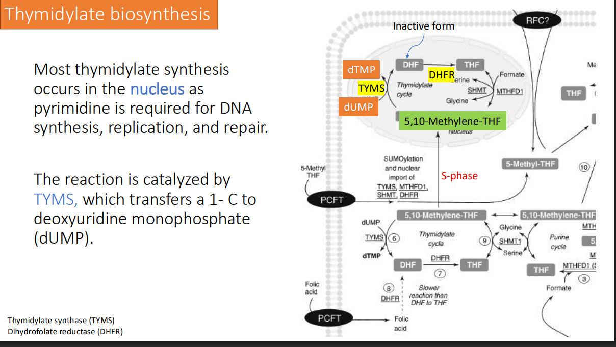 <p>1- C to make dTMP</p>
