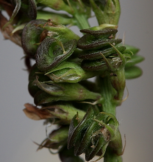 <p>medicago sativa</p>