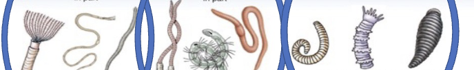 <p>phylum</p>