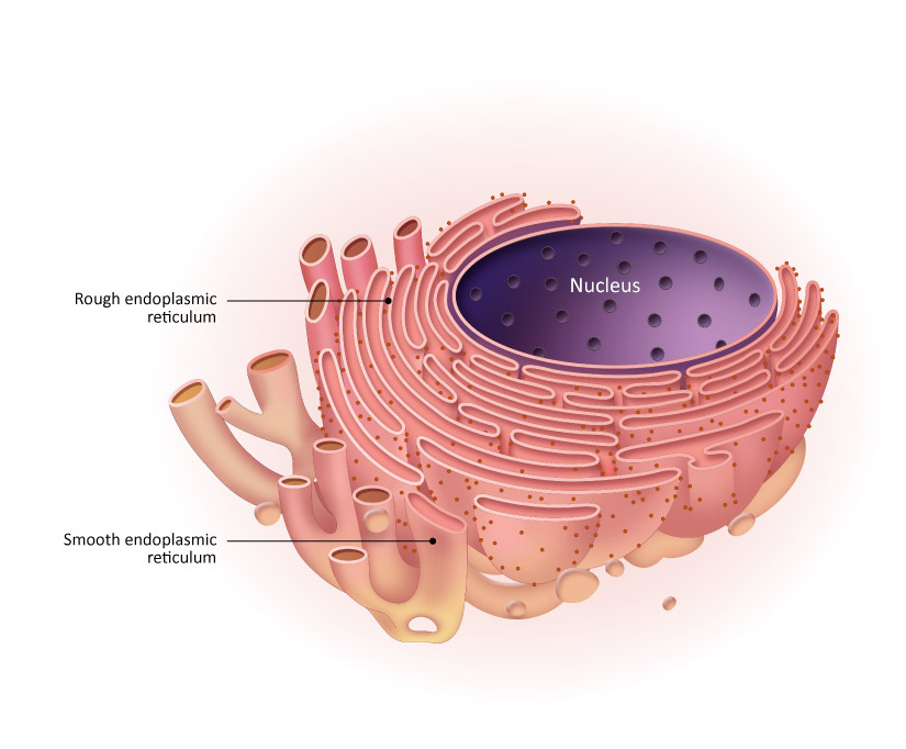<p>No ribosomes but does lipid synthesis and detoxification</p>