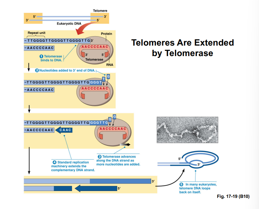 <p><span style="background-color: transparent;"><strong>Telomeres and Telomerase</strong></span></p>