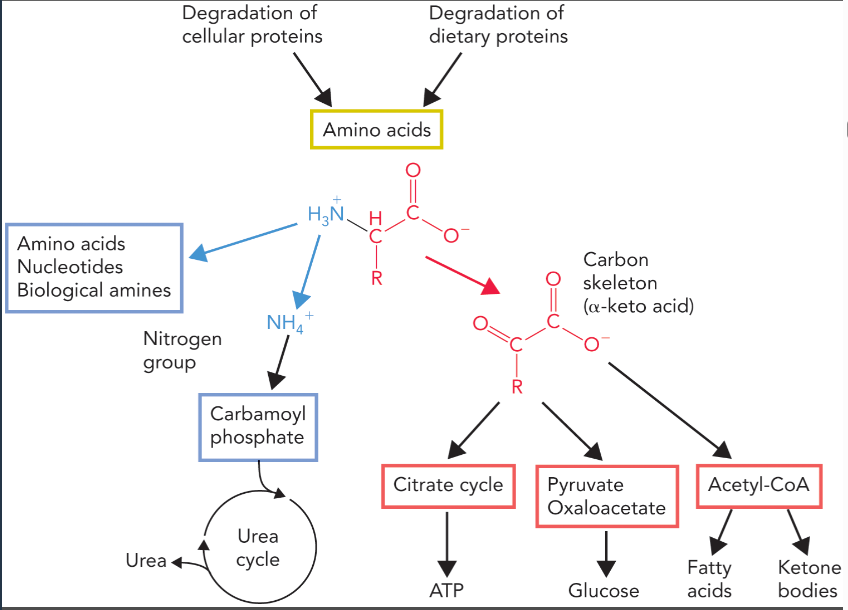<p>amino acids that accumulate as a result of protein degradation</p><ul><li><p>must be recycled for protein synthesis or deaminated in order to reuse their carbon skeleton for other metabolic pathways (glycolysis, the citrate cycle, gluconeogenesis, fatty acid synthesis, ketogenesis)</p></li><li><p>deamination generates ammonium which is used to synthesize other nitrogen containing biomolecules or excreted as urea</p></li></ul><p></p>