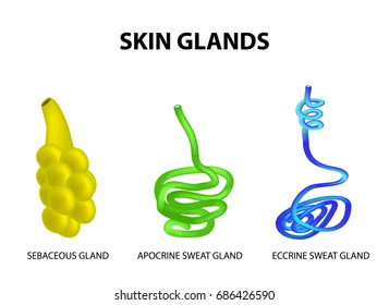 <p>Gland (aden glenn)</p>