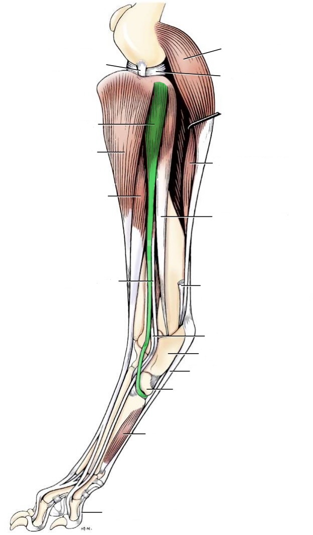 <p>action- flex tarsus, rotate paw medially</p><p>origin- lateral condyle of the tibia &amp; femur (distal), proximal fibula,</p><p>insertion- 4th tarsal bone &amp; basses of metatarsals</p><p>innervation- fibular n</p>