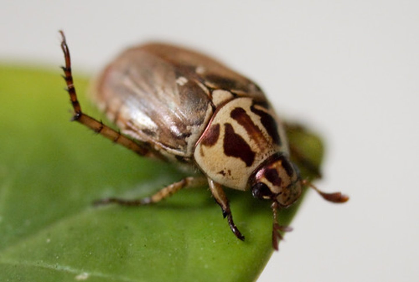 <p>is the process by which organisms with traits that help them survive and reproduce in their environment are more likely to pass those traits onto the next generation.</p>