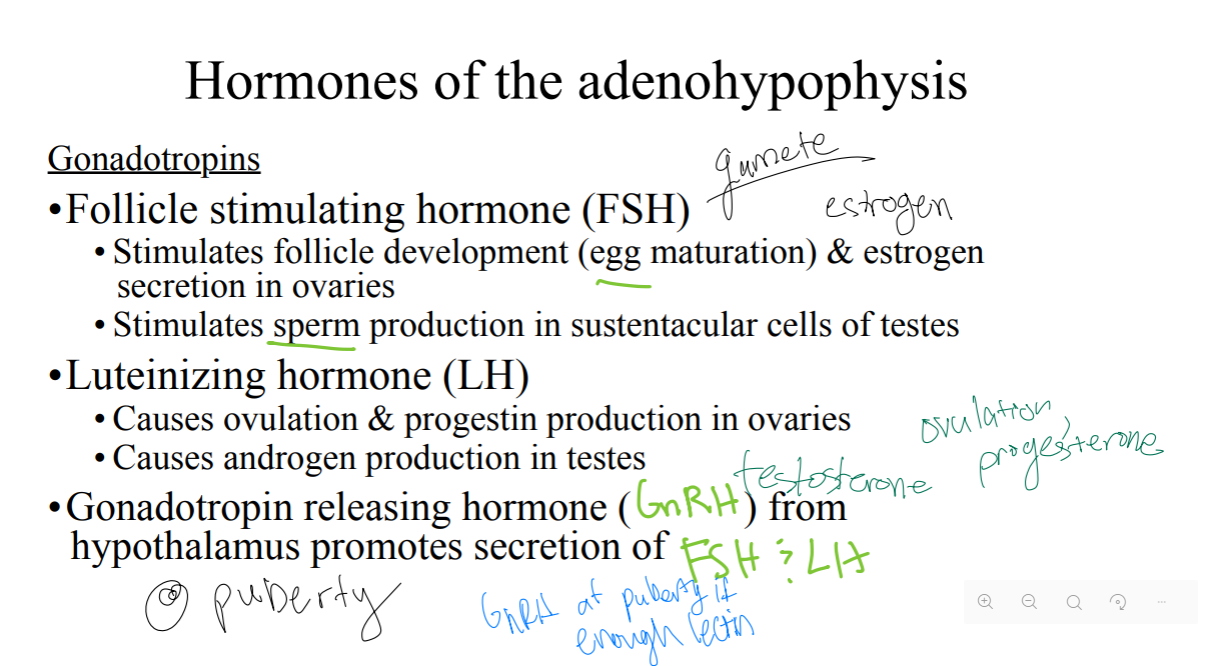 <p>Which hormone is being described?</p><p>Secreted out of adenohypophysis; stimulates follicle development (egg maturation) &amp; estrogen secretion in ovaries. Stimulates sperm production in sustentacular cells of testes.</p>