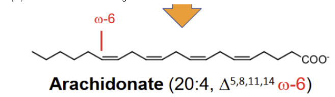 <p>arachidonate; 3 steps; 2 desaturations and 1 elongation</p>