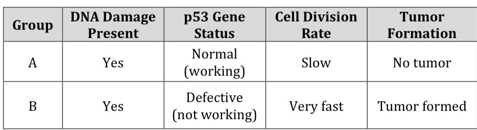 <p><strong>43. Explain why Group B formed tumors</strong></p>