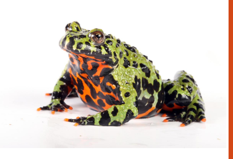 <p>name this animal</p>