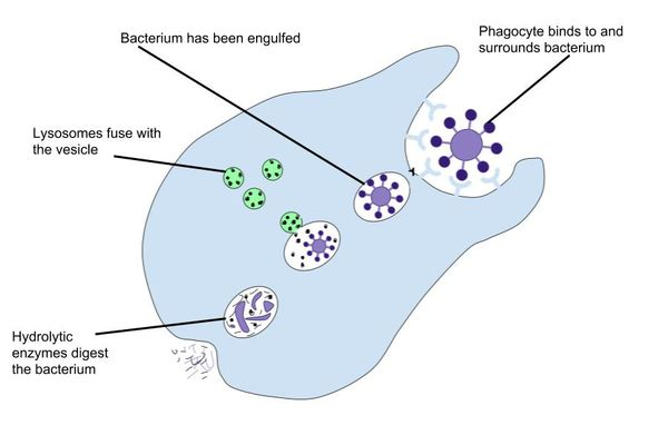 <p>Aspecific type of <span>endocytosis</span> where a cell engulfs large, solid particles—such as bacteria, cell debris, or whole cells—by extending its plasma membrane around them</p><p></p>