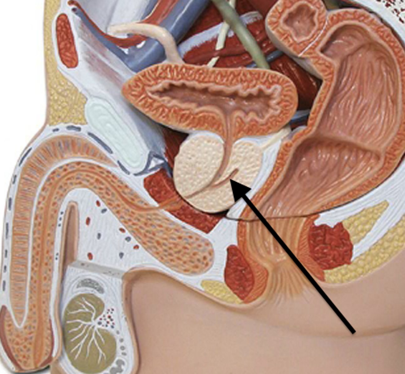 <p>duct formed by the union of the vas deferens with the duct of the seminal vesicle; its fluid is carried into the urethra</p>