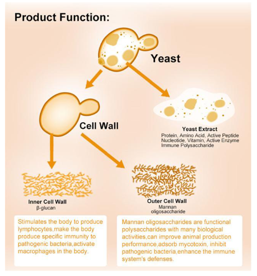 <p><strong>Yeast Components</strong><br>  • <strong>Yeast</strong> → contains <strong>yeast cell wall</strong> and <strong>yeast extract</strong></p><p><strong>Yeast Extract</strong><br>  • Contains:<br>    • <strong>Protein</strong><br>    • <strong>Amino acids</strong><br>    • <strong>Active peptides</strong><br>    • <strong>Nucleotides</strong><br>    • <strong>Vitamins</strong><br>    • <strong>Active enzymes</strong><br>    • <strong>Immune polysaccharides</strong></p><p><strong>Inner Cell Wall – β-Glucan</strong><br>  • <strong>β-glucan</strong> stimulates the body to produce <strong>lymphocytes</strong><br>  • Helps the body produce <strong>specific immunity</strong> against <strong>pathogenic bacteria</strong><br>  • Activates <strong>macrophages</strong> in the body</p><p><strong>Outer Cell Wall – Mannan Oligosaccharides (MOS)</strong><br>  • <strong>Mannan oligosaccharides (MOS)</strong> are functional <strong>polysaccharides</strong> with many biological activities<br>  • Can improve <strong>animal production performance</strong><br>  • Can <strong>adsorb mycotoxins</strong> → bind mycotoxins<br>  • Can <strong>inhibit pathogenic bacteria</strong><br>  • Can enhance the <strong>immune system’s defenses</strong></p>