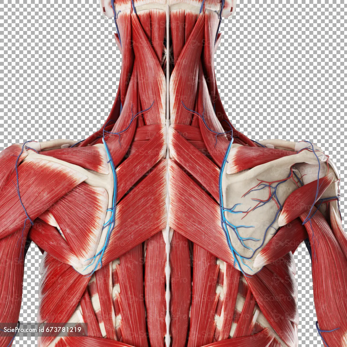 <p>Artery providing blood supply to the levator scapulae, rhomboid major, and rhomboid minor muscles. (BLUE medial side of scaps)</p>
