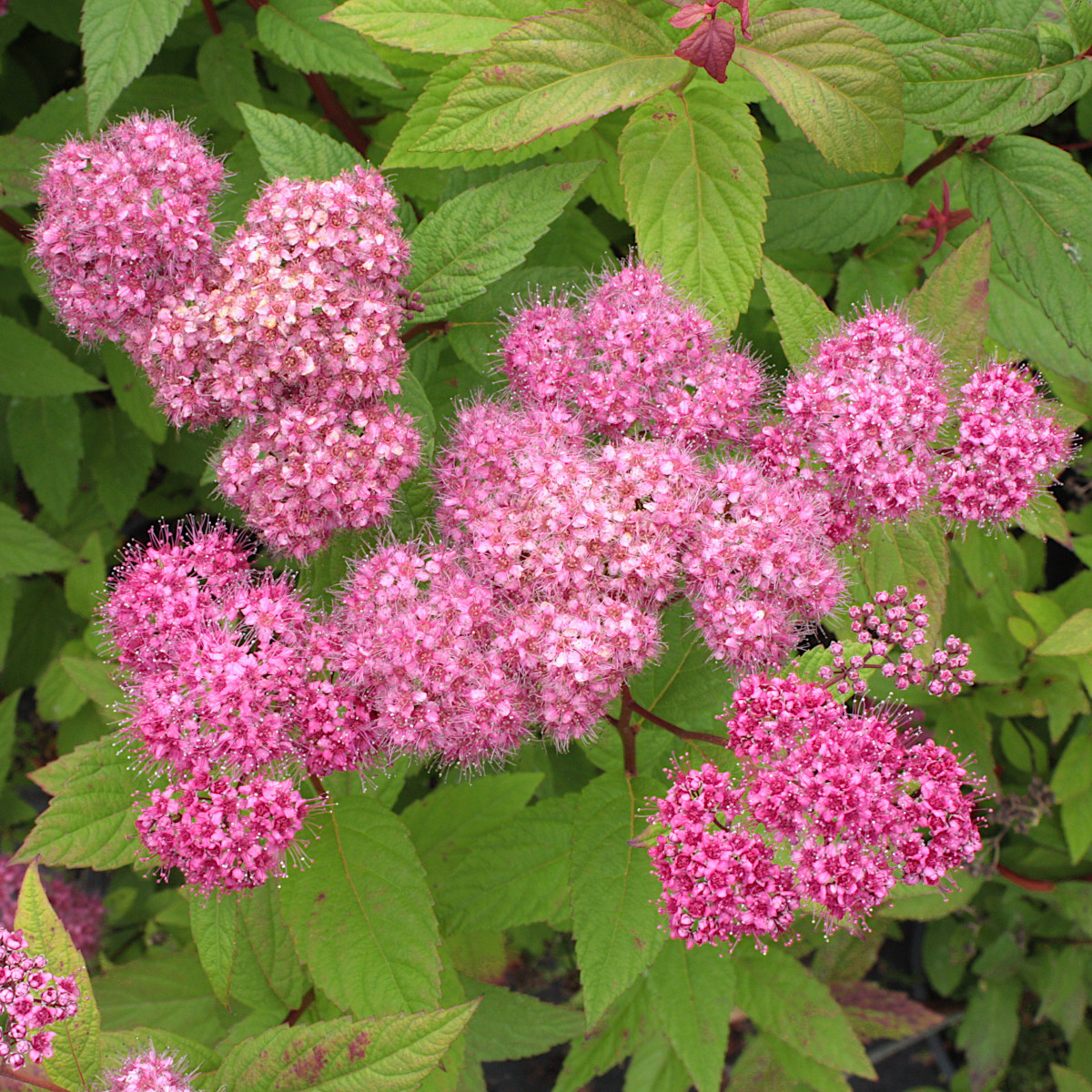 <p>Spiraea japonica ’Little Princess’ E</p>