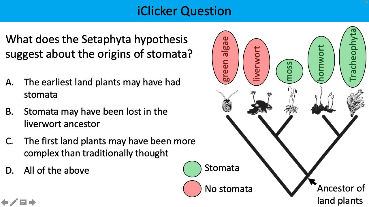 <p>What does the Setaphyta hypothesis suggest about the origins of stomata?</p>