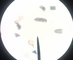 <p>• bears pores</p><p>• shells (tests)</p><p>• unicellular</p><p>• heterotrophs with symbiotic, photosynthetic algea</p><p>• marine and freshwater; attach to rocks or algae</p><p>• limestone, flint</p>