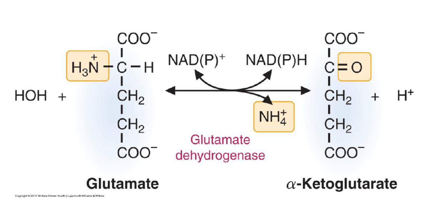 <p>No; it does not cause net deamination, so toxic ammonia is not directly released.</p>
