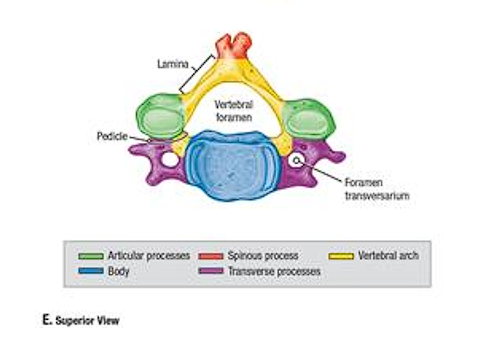 <ul><li><p>Long spinous process</p></li><li><p>Spinous process is NOT BIFED</p></li><li><p>Larger body</p></li><li><p>Smaller transverse foramen</p></li><li><p>Palpable bulge on back of neck</p><ul><li><p>Transmits only small accessory veins</p></li></ul></li></ul><p></p>