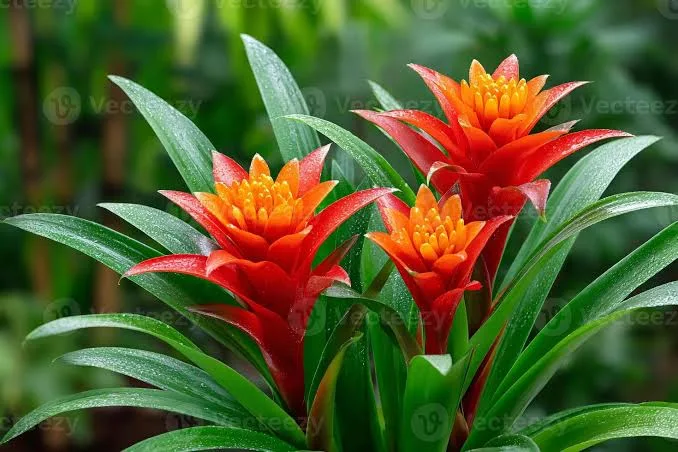 <p>Planta </p>