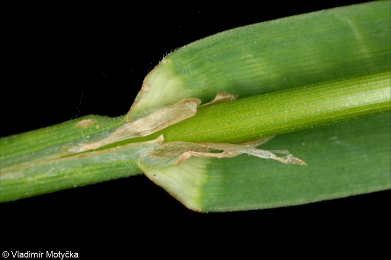 <p>Poacae (Commelinidy)</p><p>srha laločnatá - <em>Dactylis glomerata</em></p><ul><li><p>pozná se podle tohoto laloku</p></li></ul><p></p>