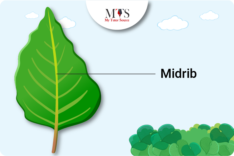 <p>The most prominent central vein in the leaf. </p>