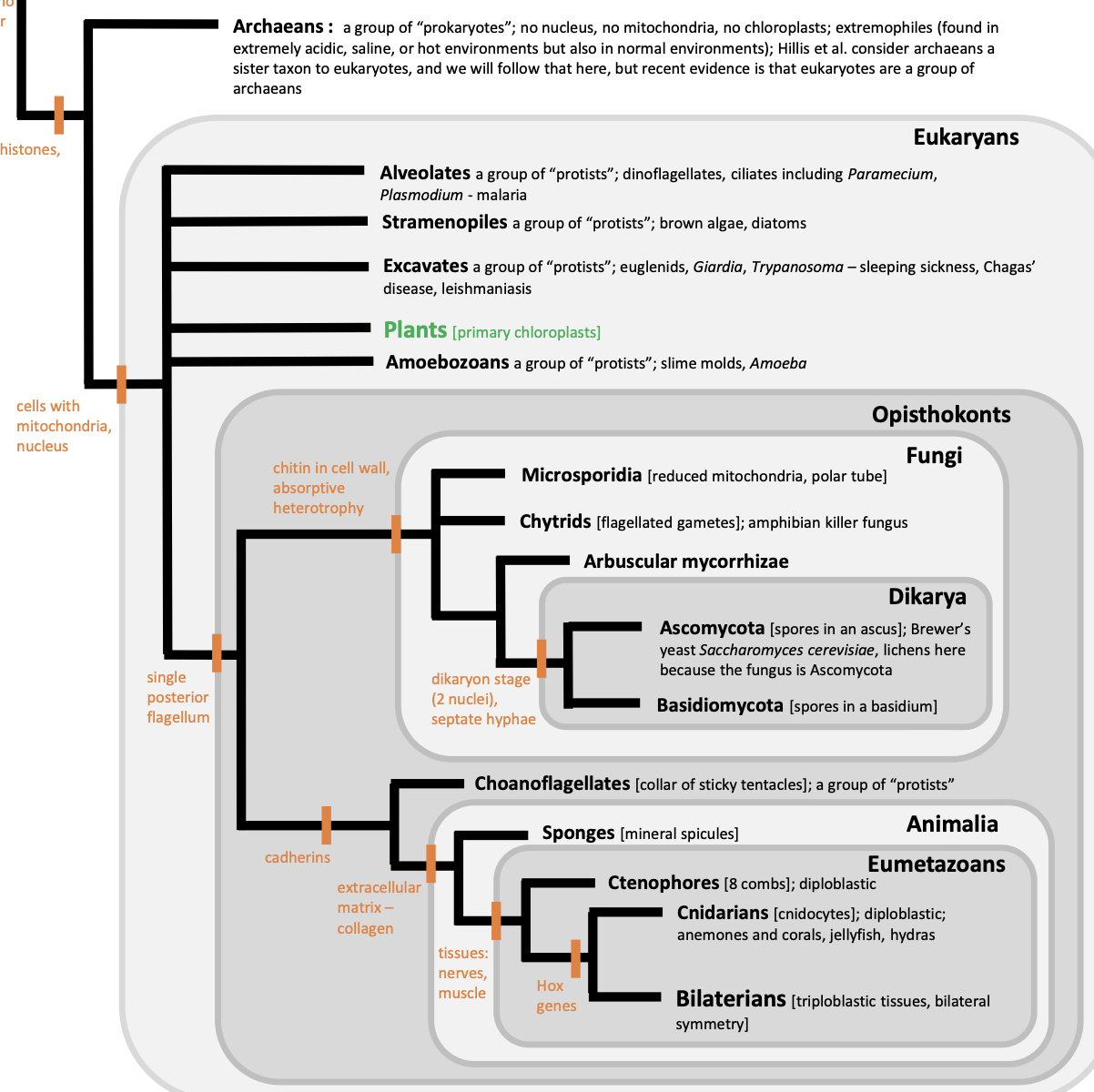 <p><strong>a group that includes animals (Metazoa), fungi, and several unicellular lineages such as Choanoflagellata and Ichthyospora</strong></p>