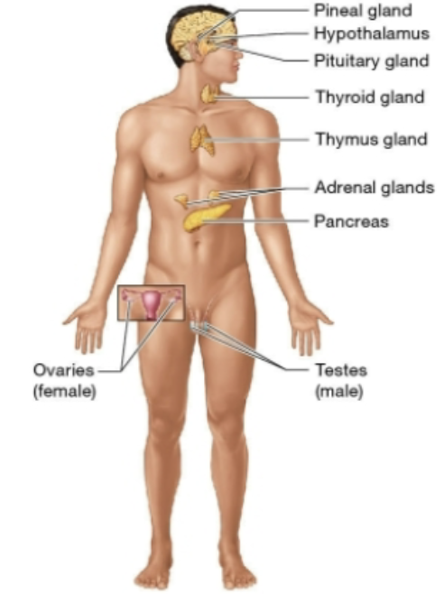 <p>Endocrine system</p>