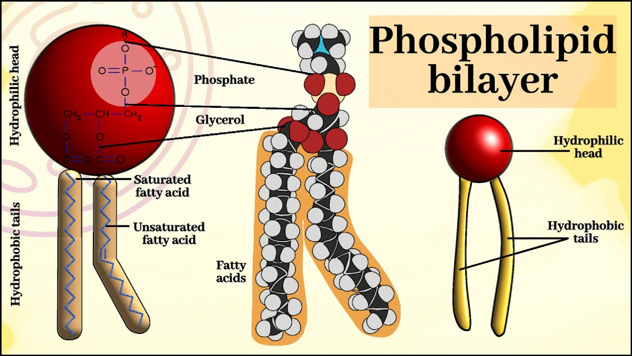 <p>phosphate head - hydrophilic - faces outwards</p><p>lipid tail - hydrophobic - faces inwards </p>