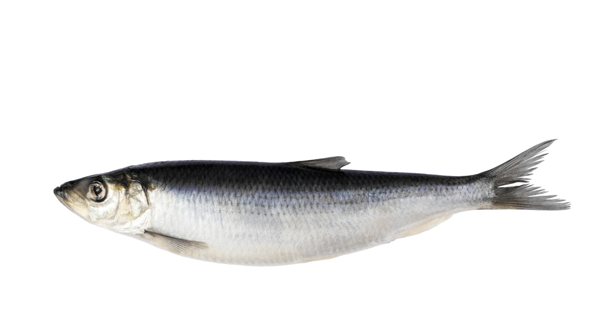 <p>herring</p>
