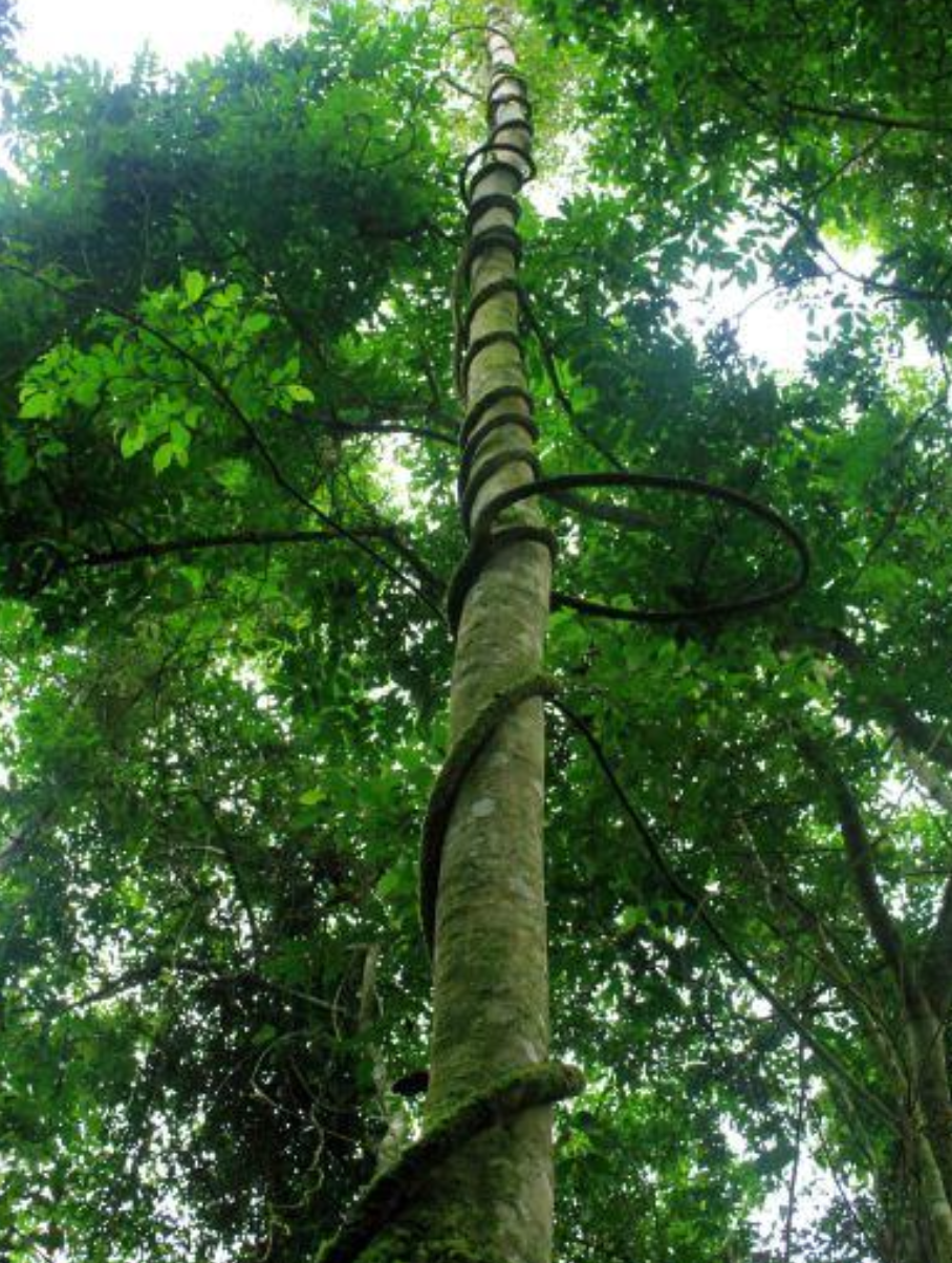 <p>Because a vine or</p><p class="p1">liana takes ______</p><p class="p1">from its host, its stem</p><p class="p1">is ______ than would</p><p class="p1">otherwise be needed.</p>